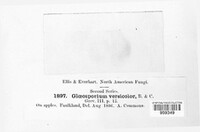 Gloeosporium versicolor image